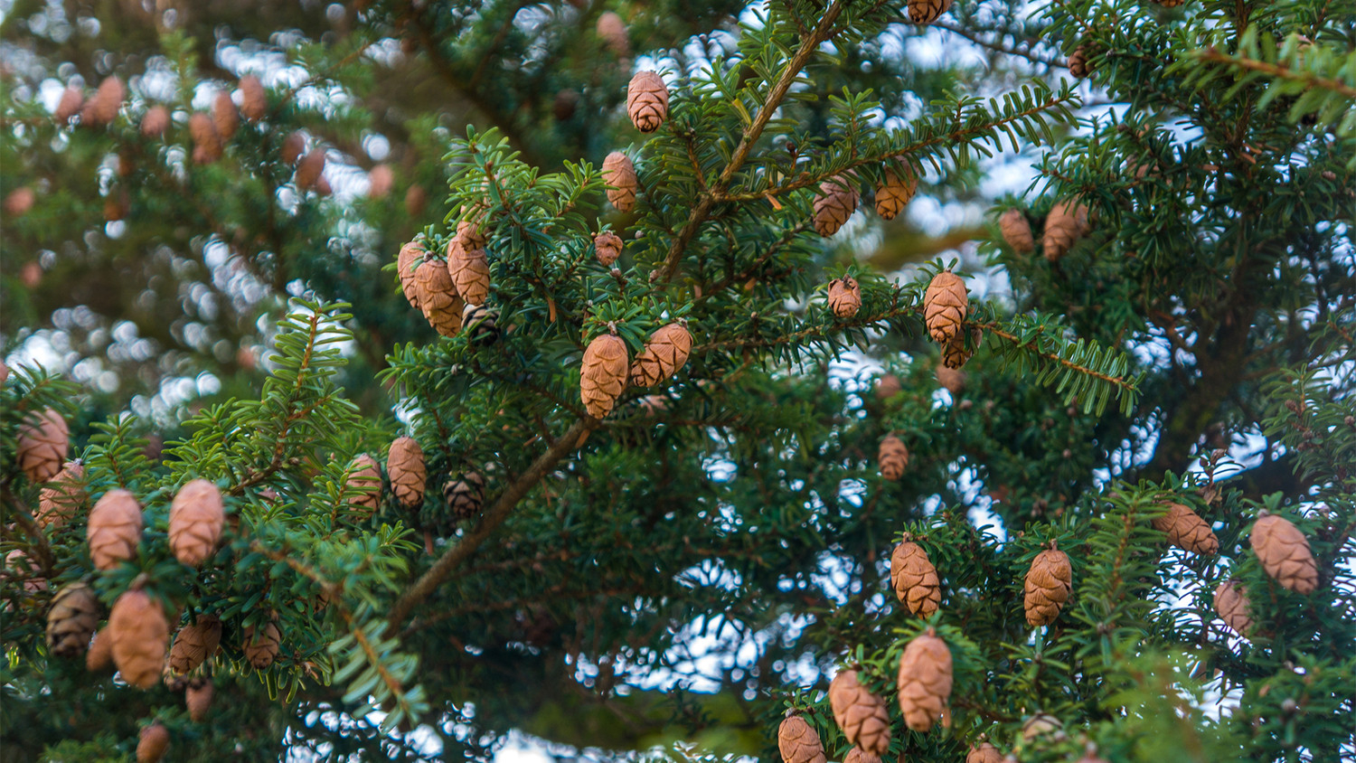 A New Hope For The Eastern Hemlock | College Of Natural Resources News