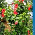 A Red Hibiscus Plant In My Garden Stock Image – Image Of Botanical