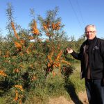 A Superfood In Your Garden: How To Grow Seabuckthorn Plants