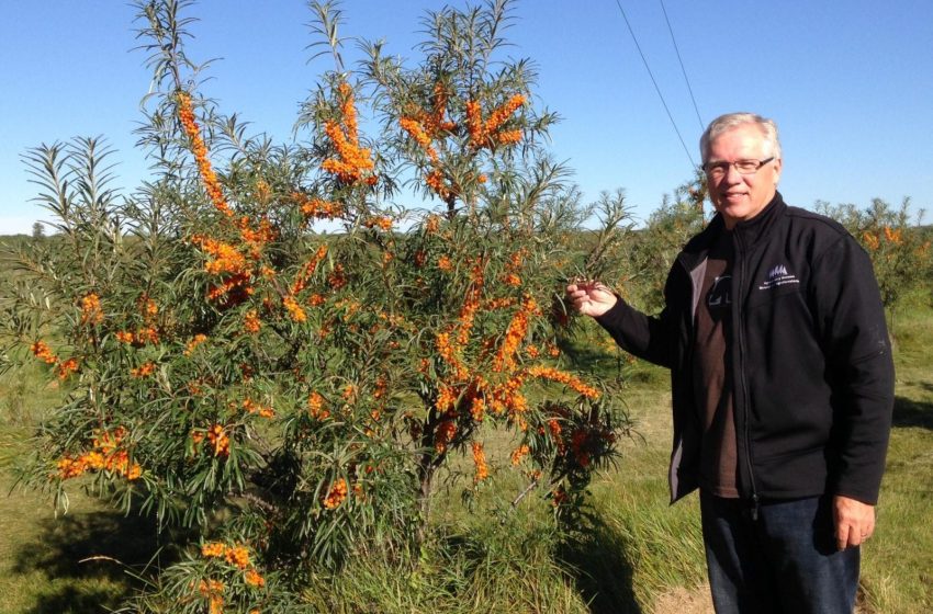  Buckthorn Plant