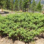 A Wandering Botanist: Prostrate Juniper, Juniperus Communis Var