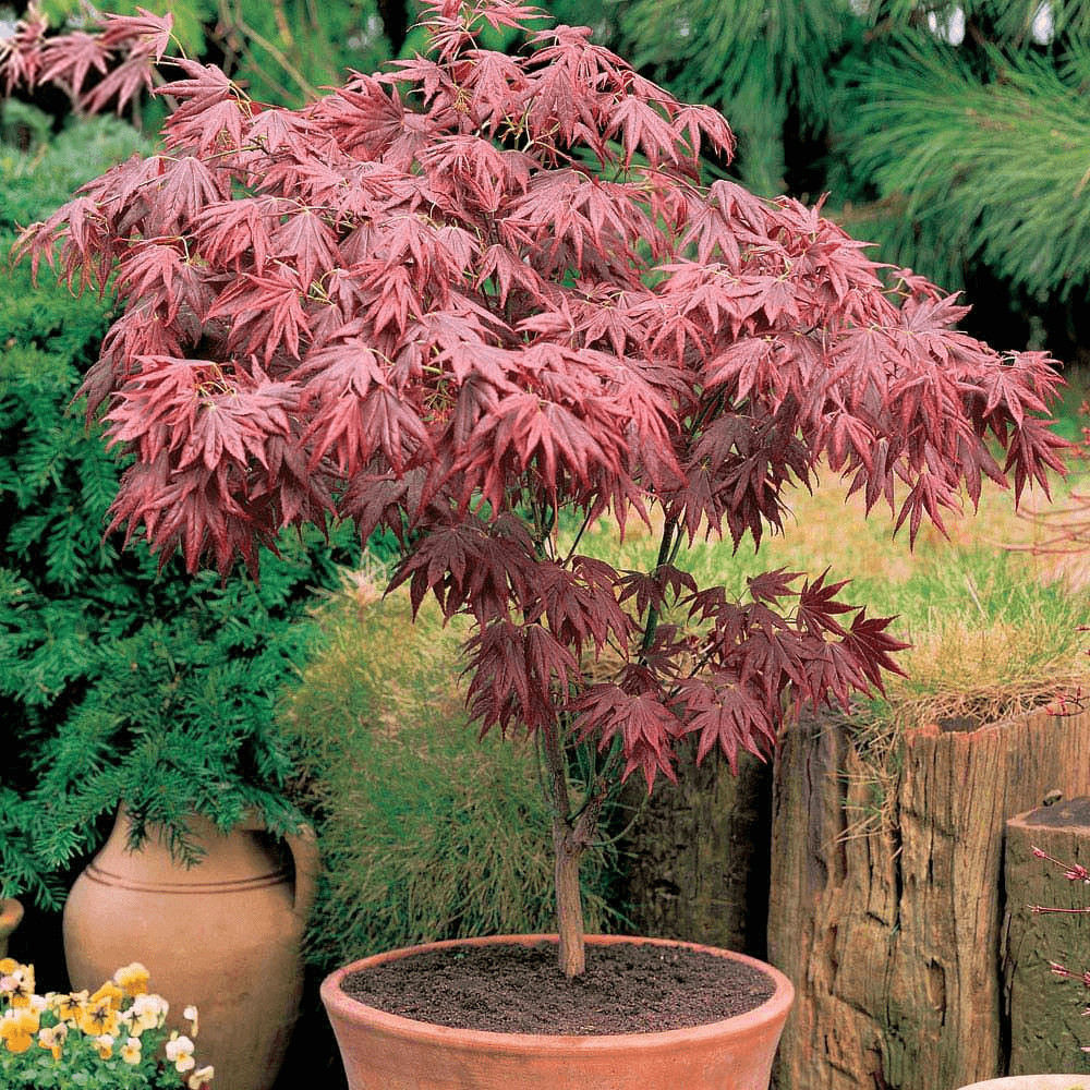 Acer Atropurpureum Purple Japanese Maple Tree Shrub Garden