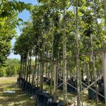 Achieving #Onemilliontrees Through Advanced Tree Planting | Gamuda