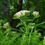 Achillea Millefolium (Common Yarrow): Go Botany