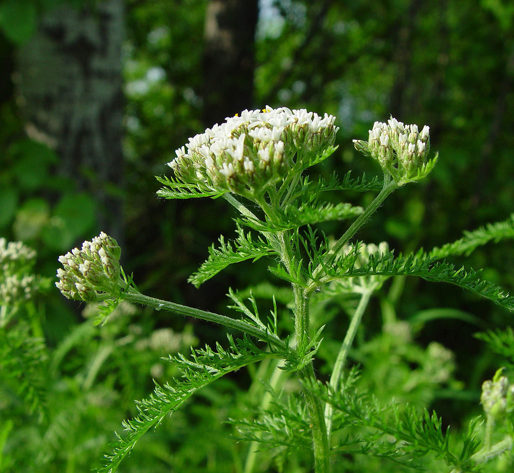 Achillea Millefolium (Common Yarrow): Go Botany