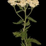 Achillea Millefolium – Wikipedia
