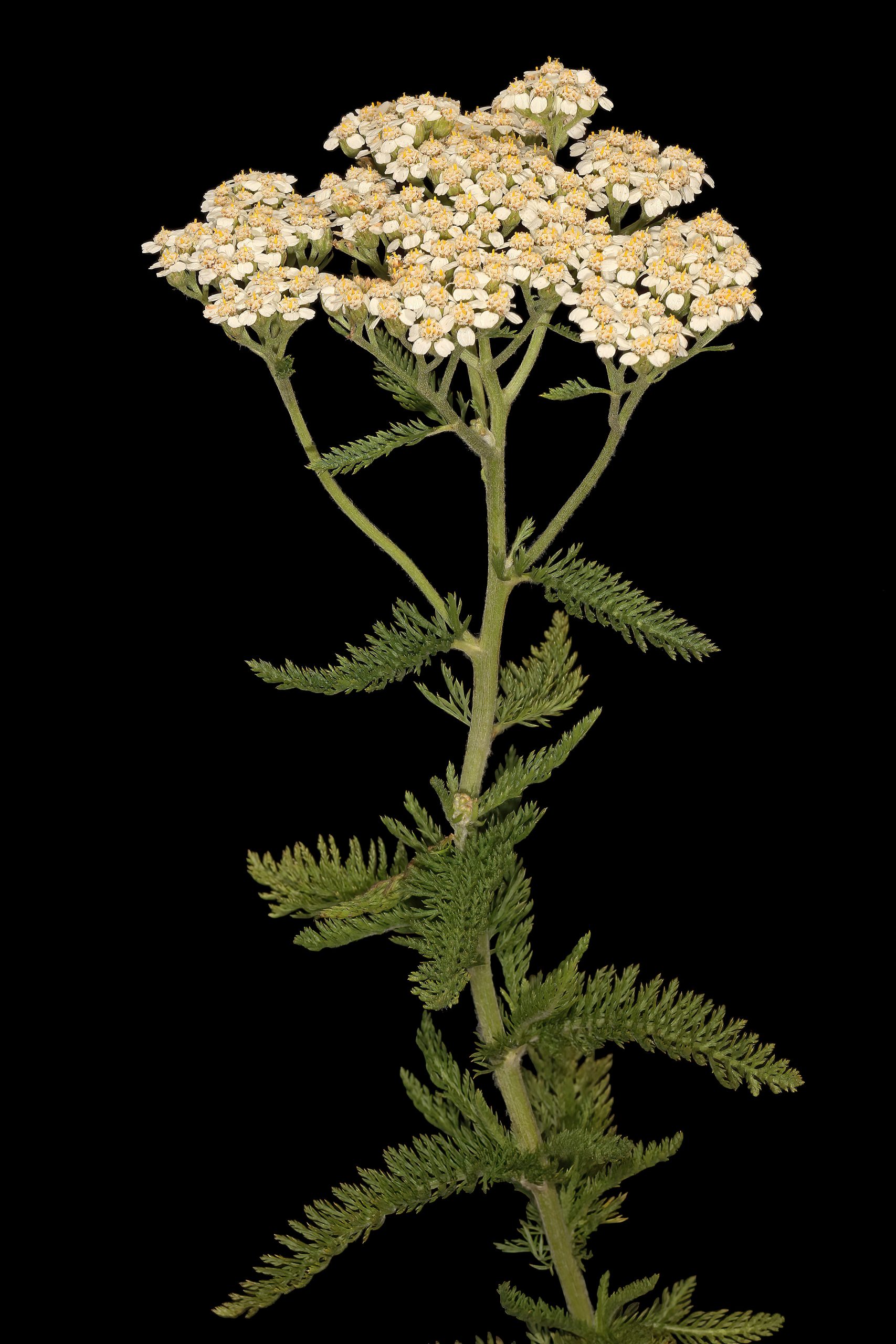 Achillea Millefolium – Wikipedia