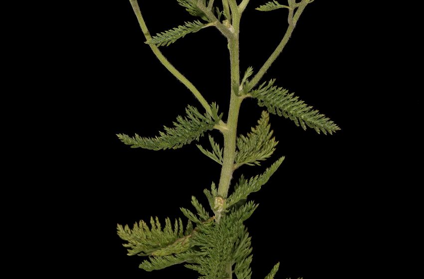  Achillea Millefolium Plant