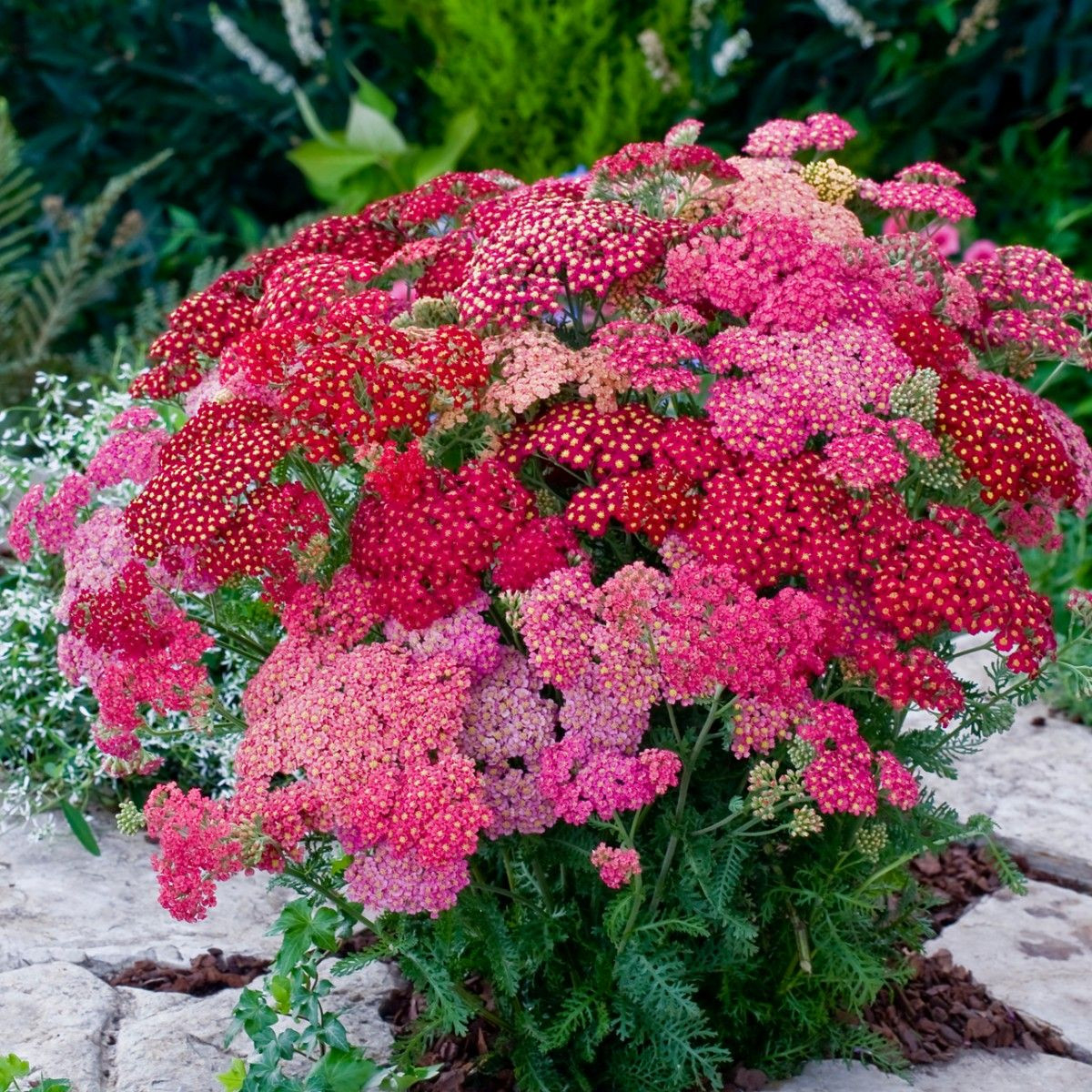 Achillea Summer Pastels Mixed | Tray Of 40 Plug Plants