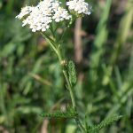 Achillea – Wikipedia