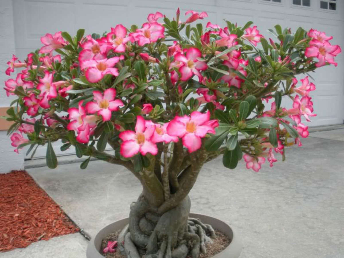 Adenium (Desert Rose) Plants: Beautiful Flowers On Some Strange