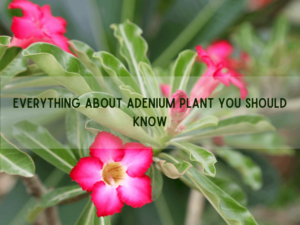 Adenium Plant – Everything You Need To Know About This Tiny Plant