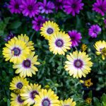 African Daisy | Beautiful Flowers, Daisy, Wallpaper Nature Flowers