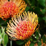 African Protea | San Diego Zoo Animals & Plants