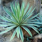 Agave | Definition, Uses, & Facts | Britannica