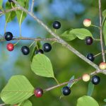 Alder Buckthorn (Frangula Alnus) – Woodland Trust