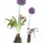 All About Alliums