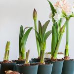 All About Amaryllis