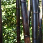 All About Black Bamboo: How To Grow Black Bamboo – 2022 – Masterclass