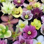 All About Hellebores – Phoenix Perennials And Specialty Plants