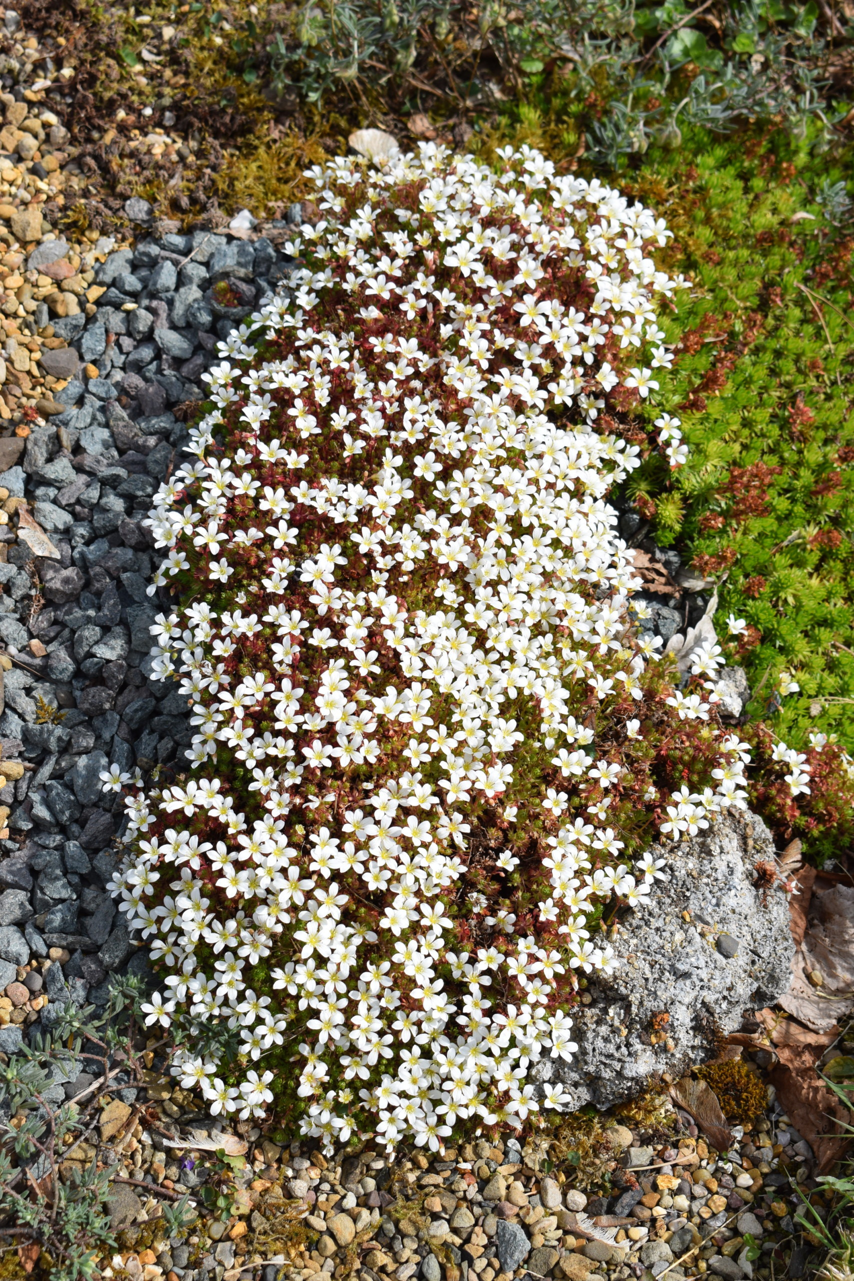 All About Mossy Saxifrages – Alpine Garden Society