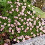 All About Mossy Saxifrages – Alpine Garden Society