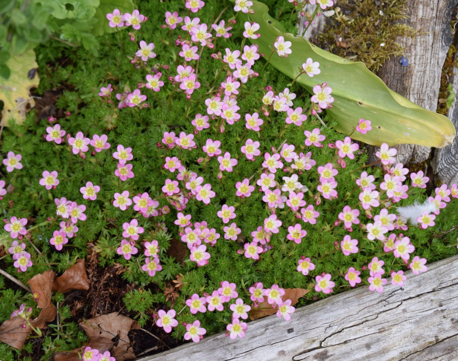 All About Mossy Saxifrages - Alpine Garden Society