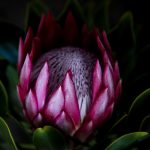 All About Protea Flowers, The Otherworldly Bouquet Taking Over The