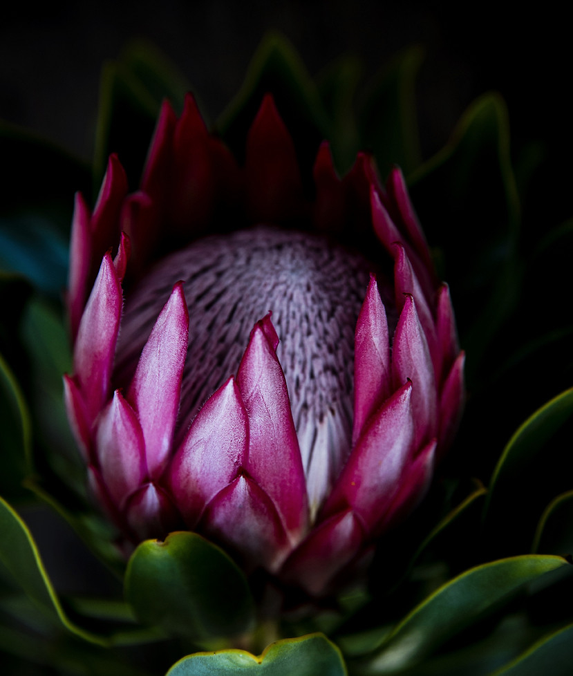 All About Protea Flowers, The Otherworldly Bouquet Taking Over The