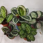 All You Need To Know About Calathea Plants! – Nurserybuy