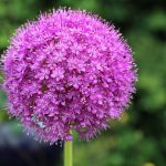 Allium Flower Bulbs – How To Plant, Grow And Core For Allium