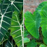 Alocasia Vs Colocasia: How To Distinguish The Elephant Ear Plants