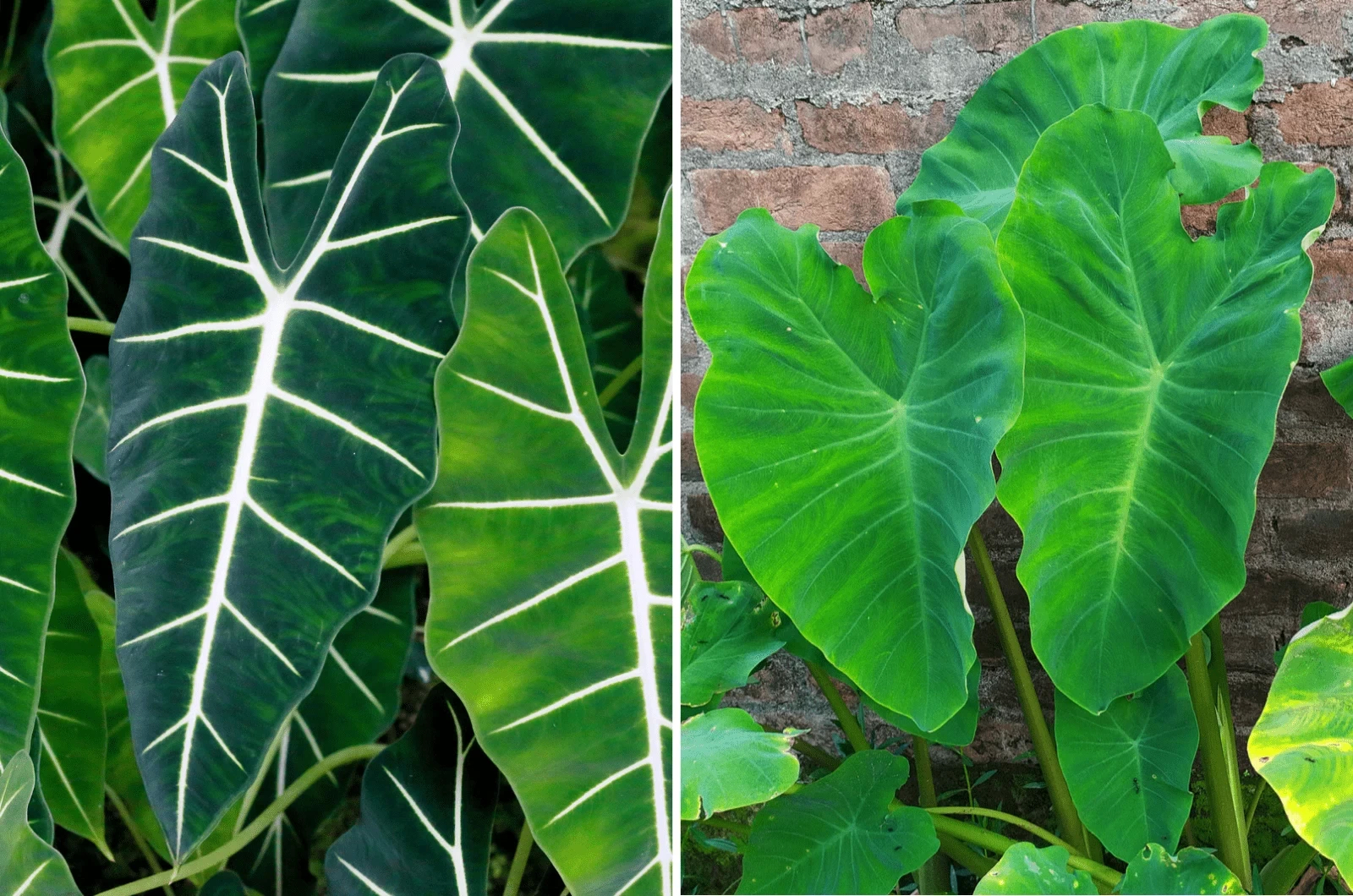 Alocasia Vs Colocasia: How To Distinguish The Elephant Ear Plants