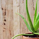 Aloe Vera: How To Grow, Repot & More – Plantura