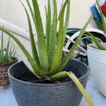 Aloe Vera (Plant Only), Furniture & Home Living, Gardening, Plants