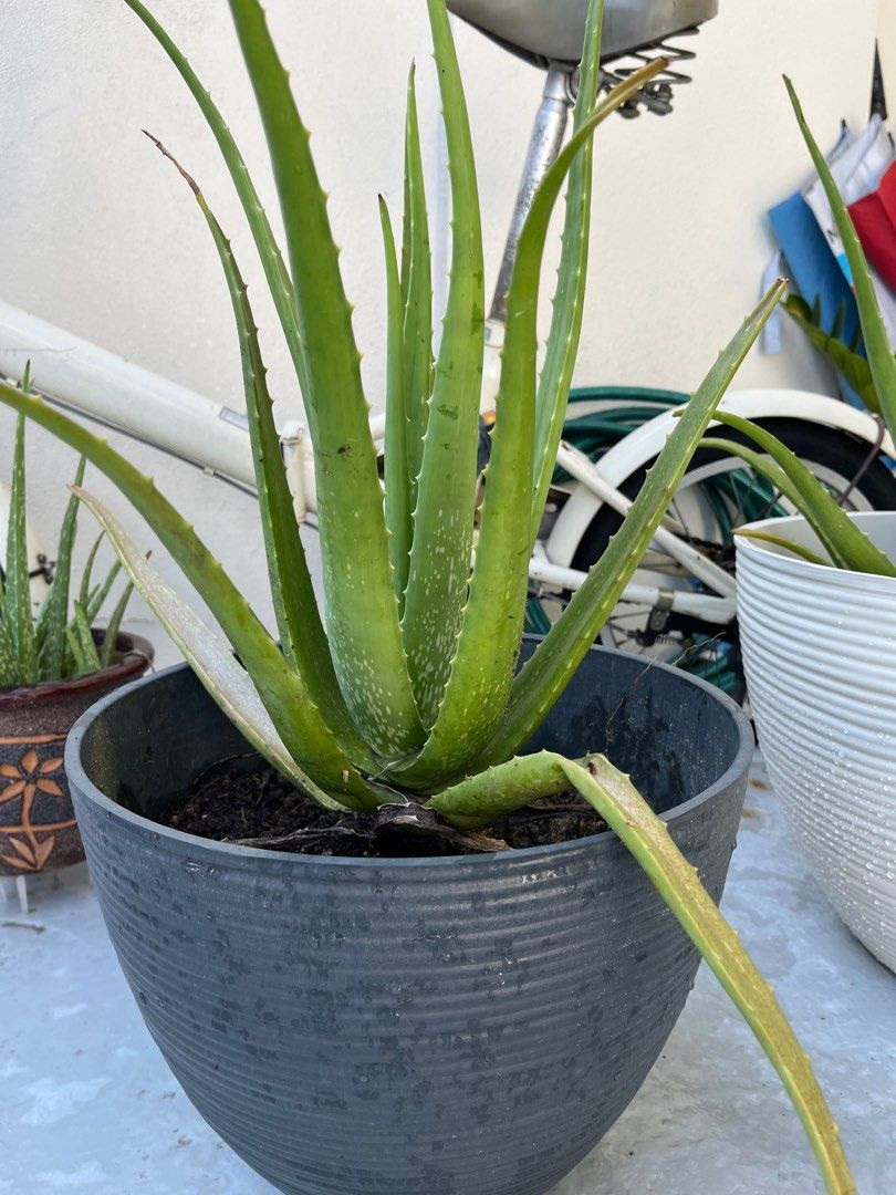 Aloe Vera (Plant Only), Furniture & Home Living, Gardening, Plants
