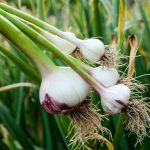 Am I Too Late To Grow Garlic? | Hgtv