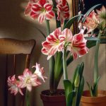 Amaryllis Are Fabulous, Foolproof And Fun | News