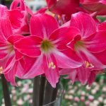 Amaryllis Care Tips – How To Grow Amaryllis From Bulb