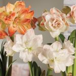 Amaryllis: How To Grow Amaryllis Bulbs | Gardeners