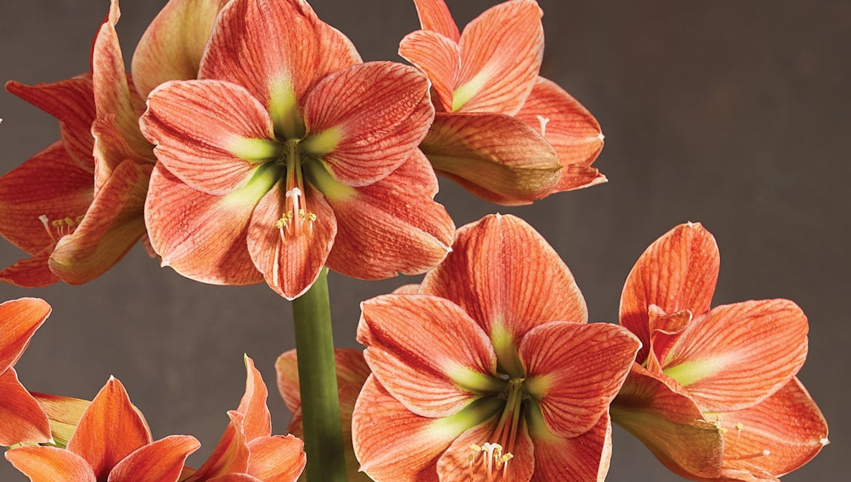 Amaryllis: How To Grow Amaryllis Bulbs | Gardeners