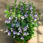 Angelonia Angustifolia 'Purple Stripe' Flower Live Plant Pokok