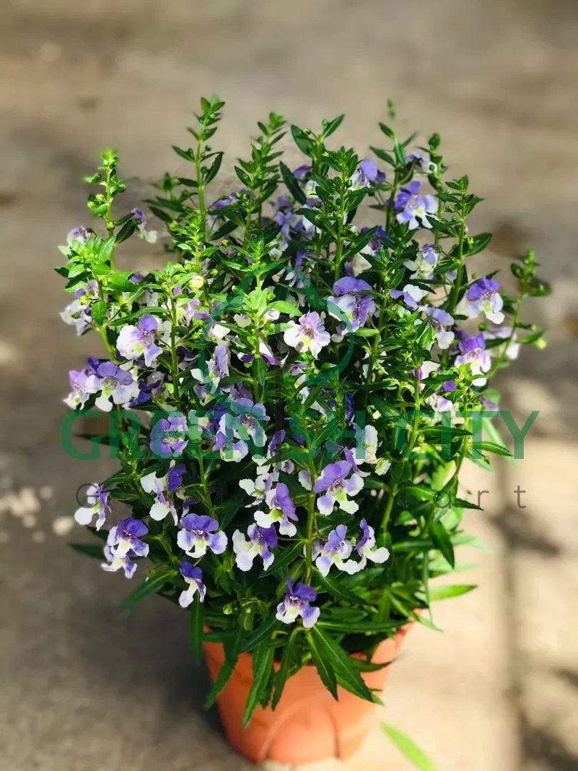 Angelonia Angustifolia 'Purple Stripe' Flower Live Plant Pokok
