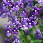 Angelonia Flowers – Tips For Growing Angelonia Summer Snapdragons