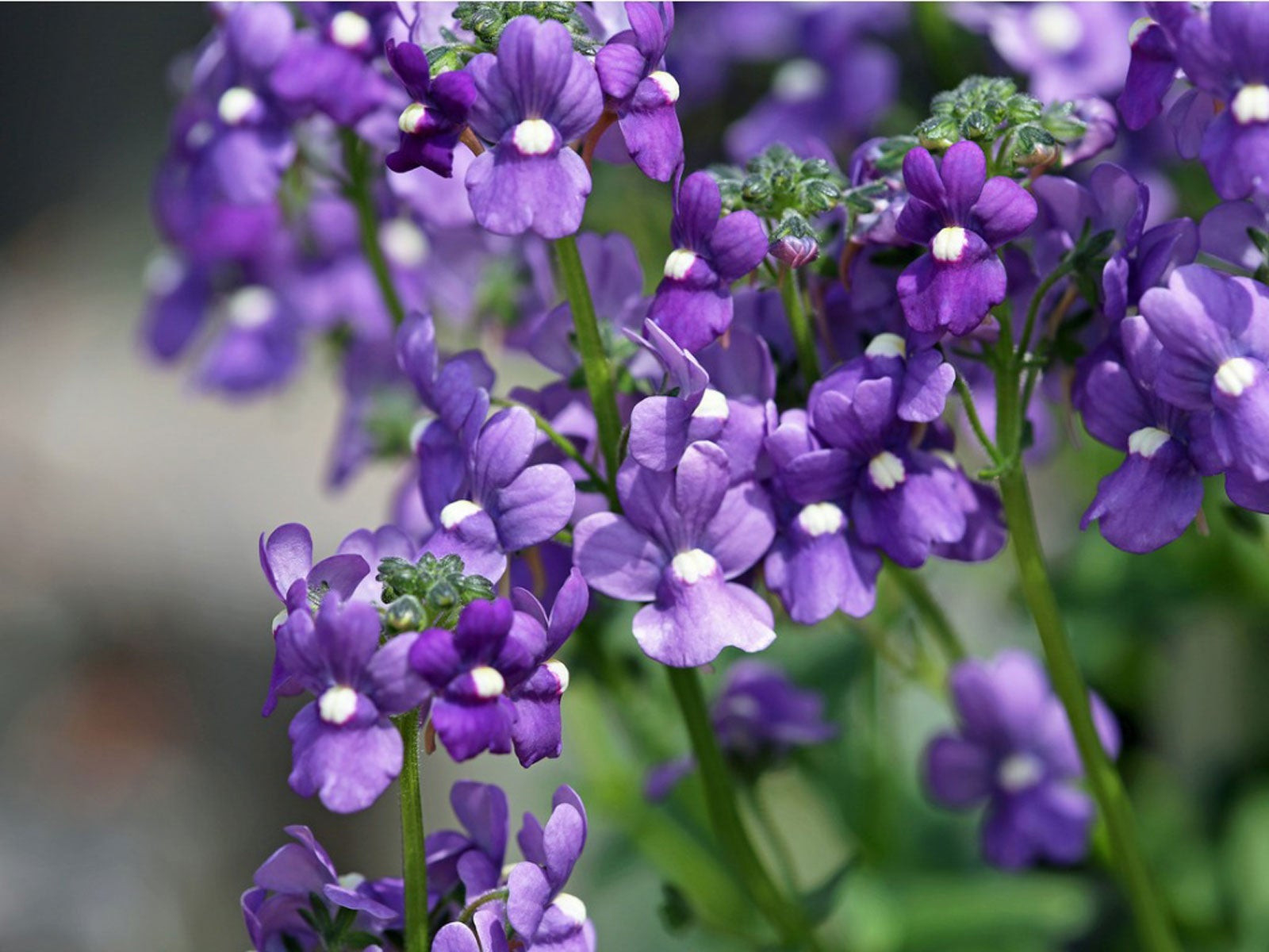 Angelonia Flowers - Tips For Growing Angelonia Summer Snapdragons
