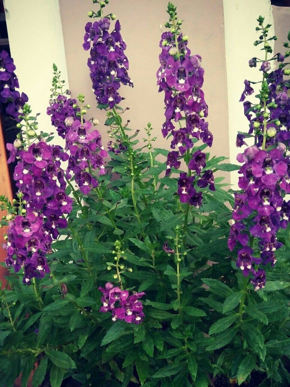 Angelonia Plant  Purple （Stem) | Lazada