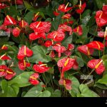 Anthurium Andraeanum Hi Res Stock Photography And Images – Alamy
