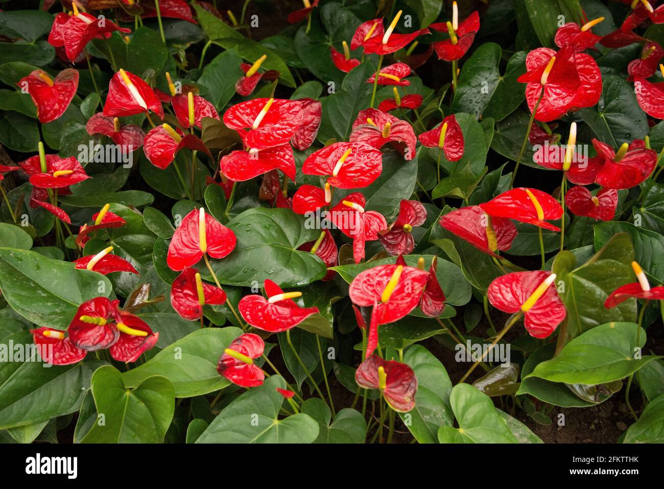 Anthurium Andraeanum Hi Res Stock Photography And Images - Alamy