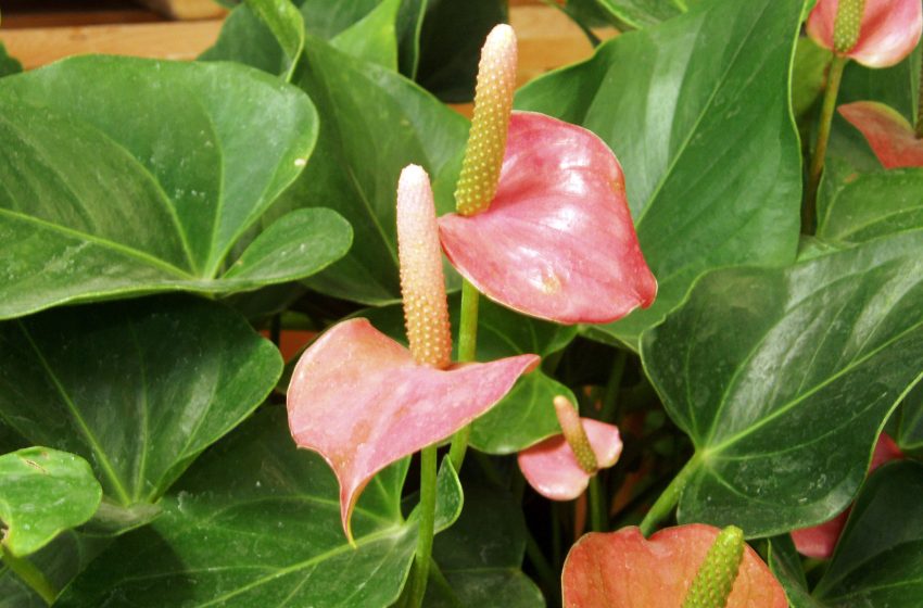  Anthurium Andraeanum Plant