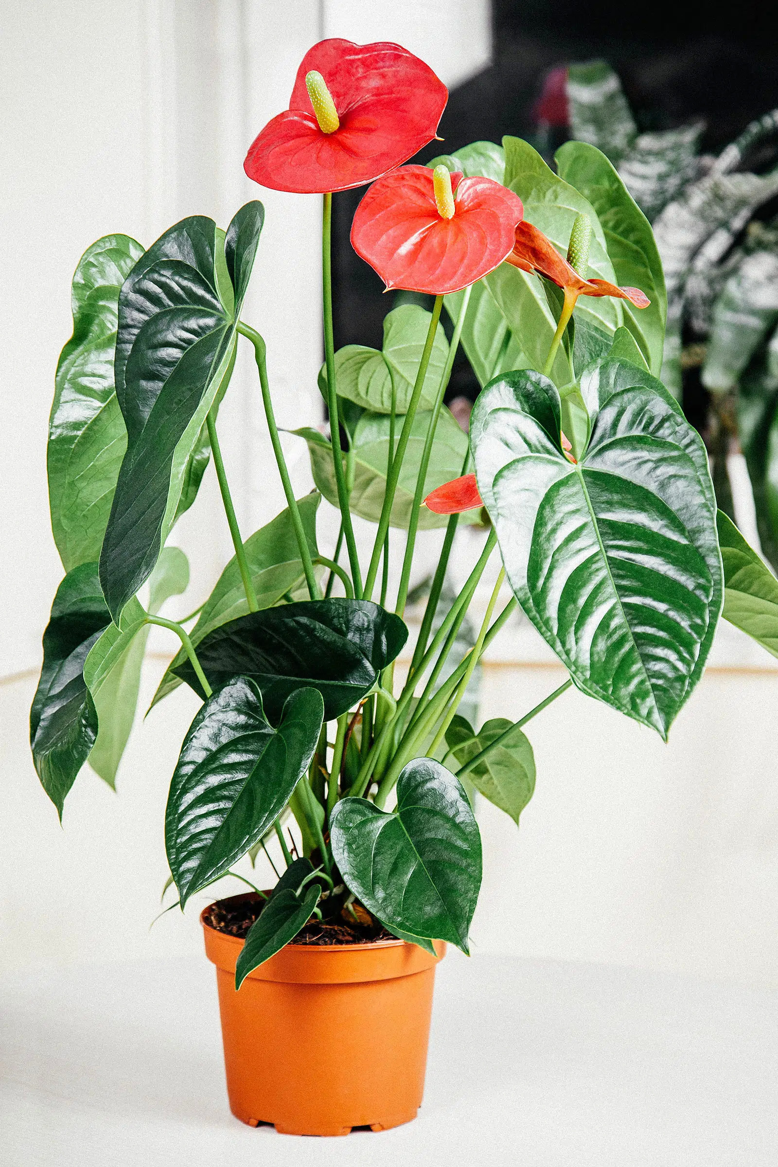 Anthurium Care: Complete Guide To Caring For Flamingo Flower